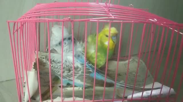 Helicopter Budgies, farm video