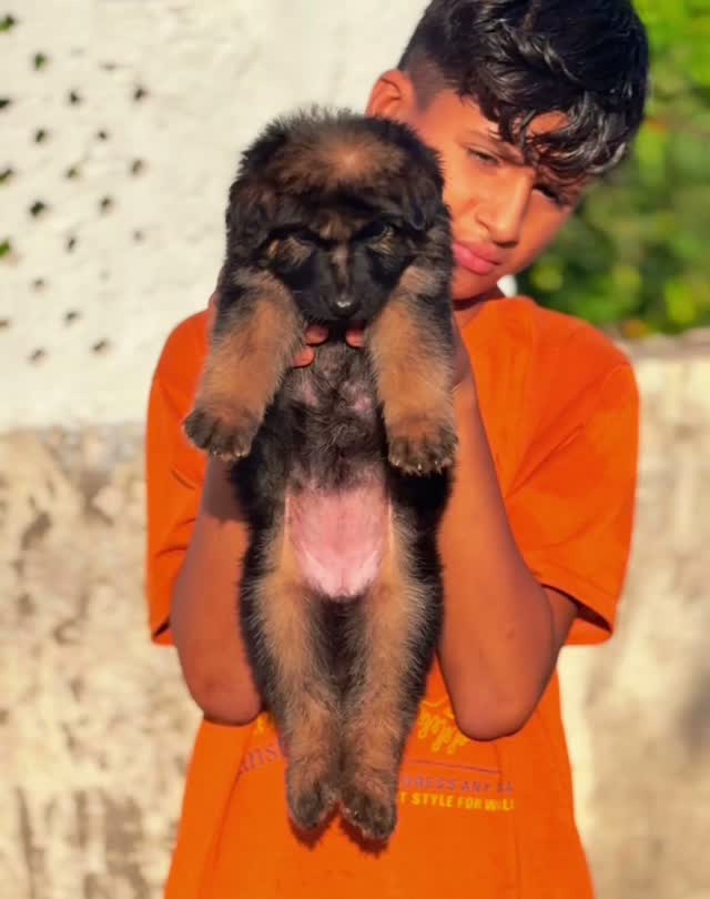 German Shepherd Puppy, farm video