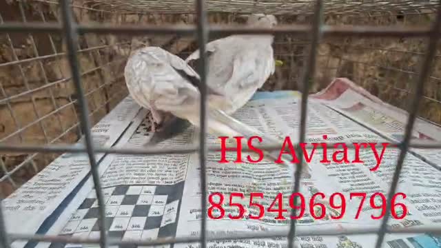 Cockatiel, farm video