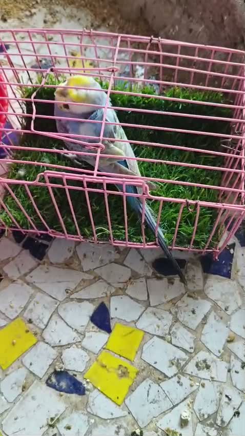 Hogoromo Budgies, farm video