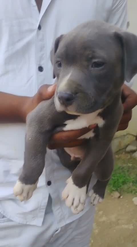 American Bully XXL Size Puppy, farm video