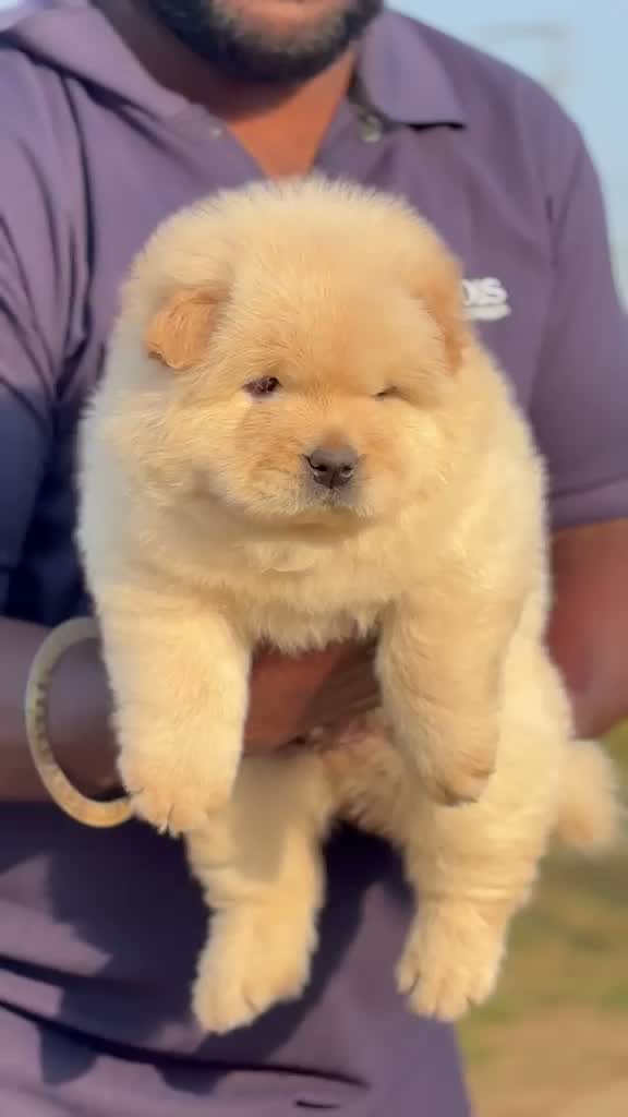Chow Chow Puppies, farm video