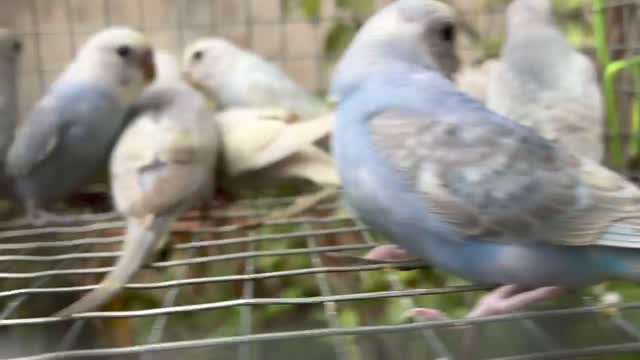 Budgies, farm video