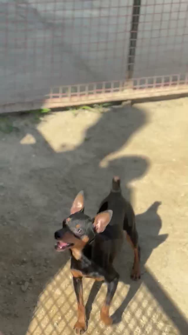 Miniature Pinscher Puppy | Brown & Tan, farm video