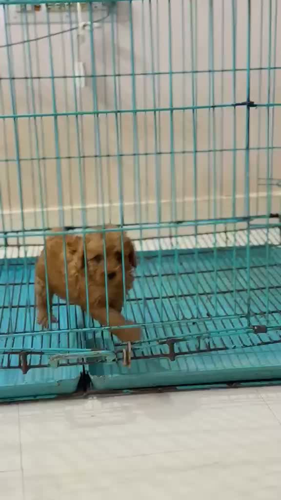 Standard Poodle Puppy | White, farm video