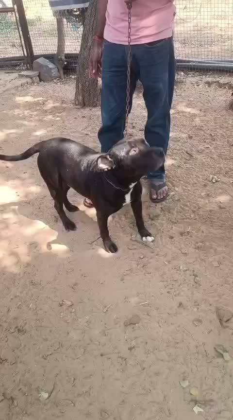 Pitbull Terrier Puppy, farm video