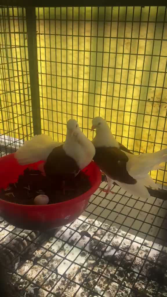 Homer Pigeon, farm video
