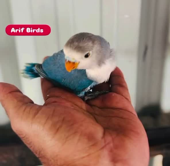 African Love Birds, farm video