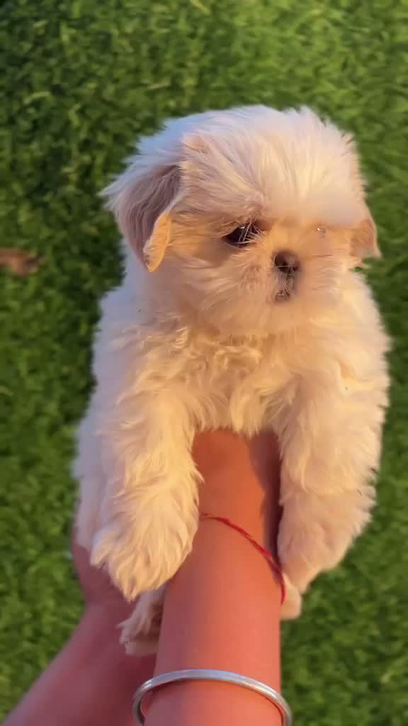 Shih Tzu | Black Color, farm video