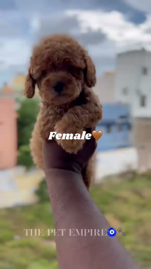 Standard Poodle Puppy | White, farm video