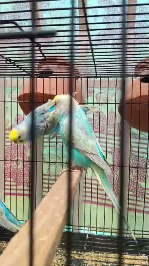 Budgies | Fallow, farm video