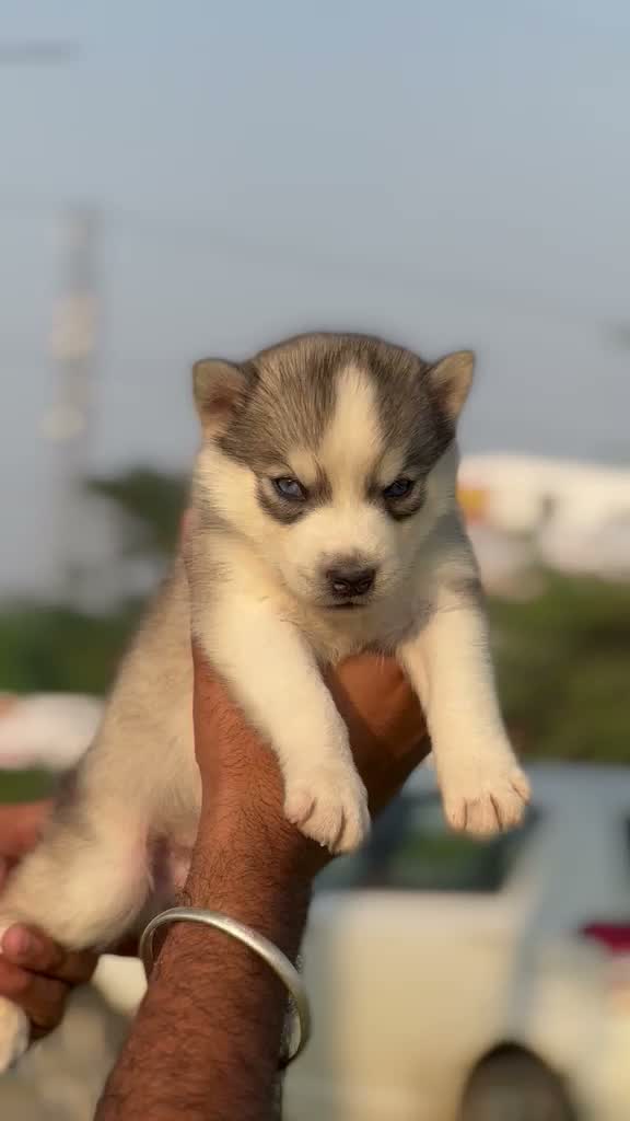 Siberian Husky Puppy | Black & White Color, farm video