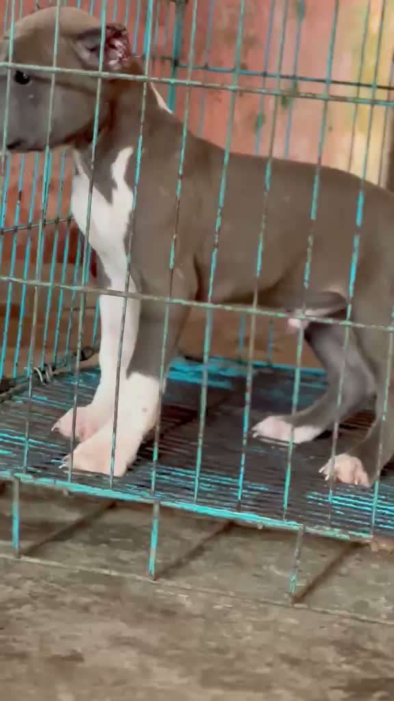 Pitbull Terrier Puppy, farm video