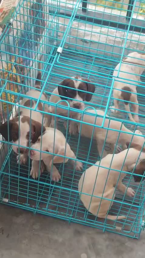 Dachshund Puppy | Brown & Tan, farm video