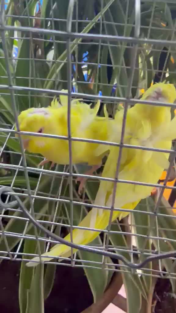 Hogoromo Budgies, farm video