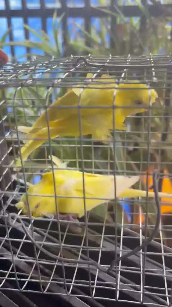 Hogoromo Budgies, farm video