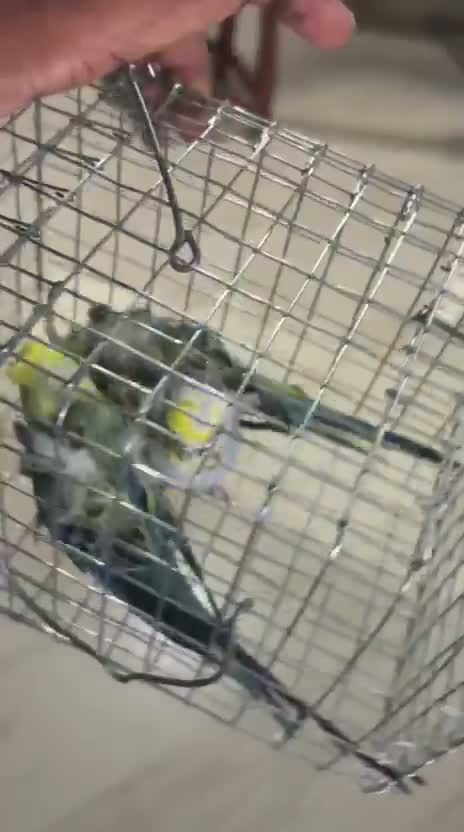 Hogoromo Budgies, farm video