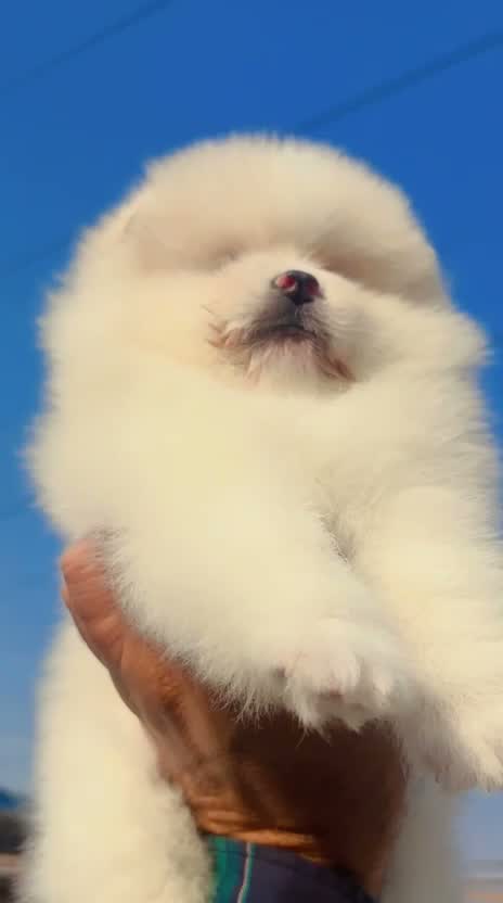 Toy Poodle Puppy, farm video