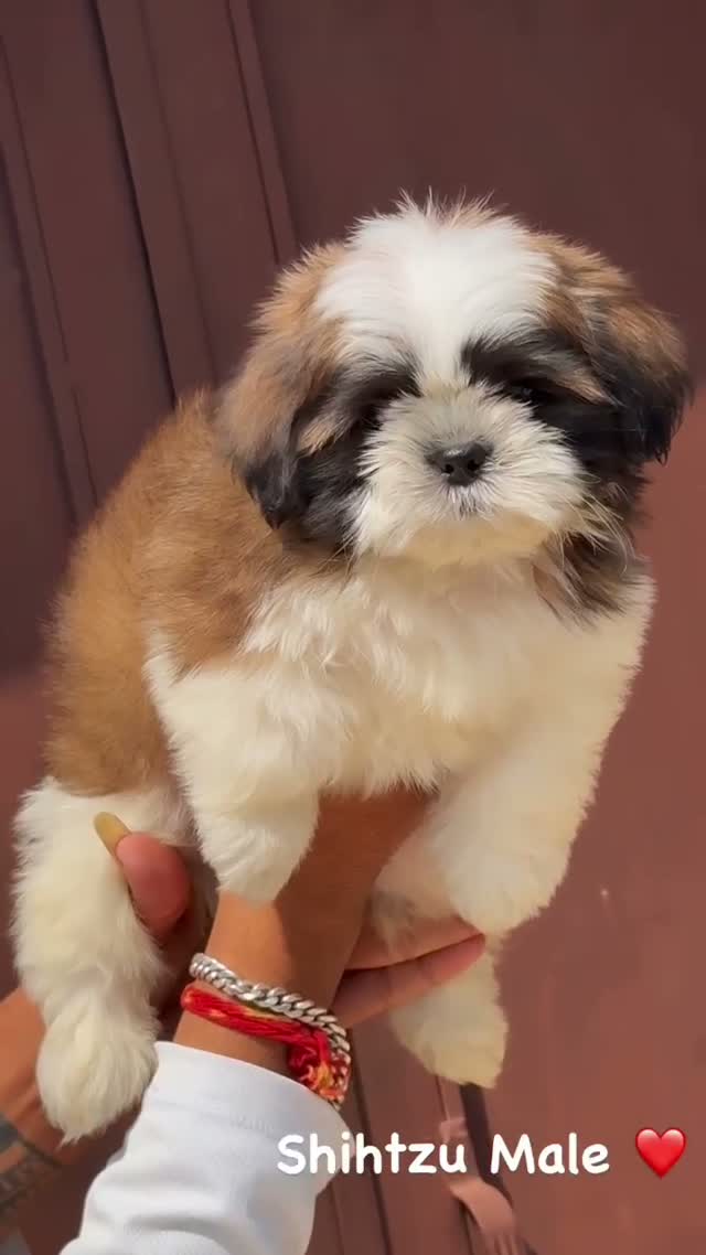 Shih Tzu | Black Color, farm video