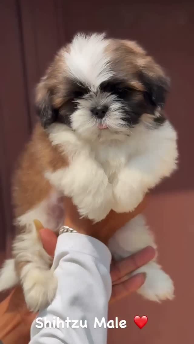Shih Tzu | Black Color, farm video