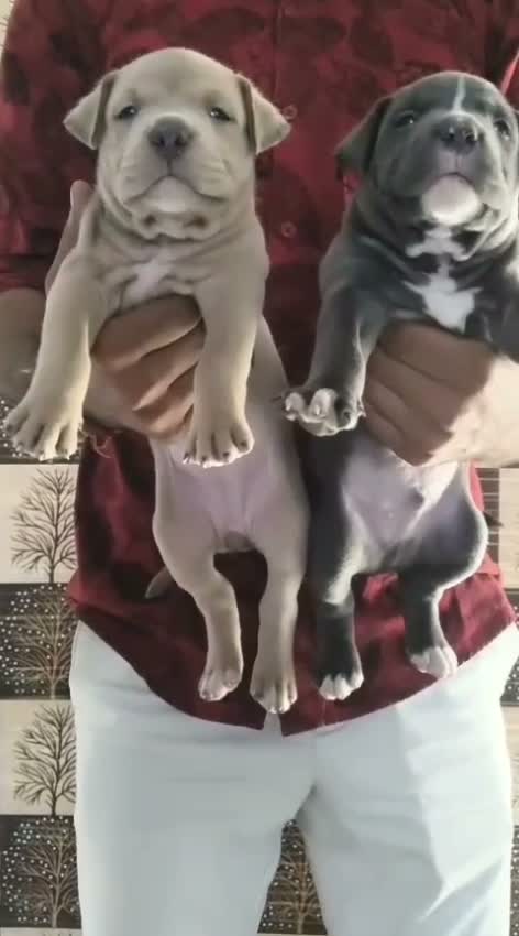 American Bully XL Size Puppy, farm video