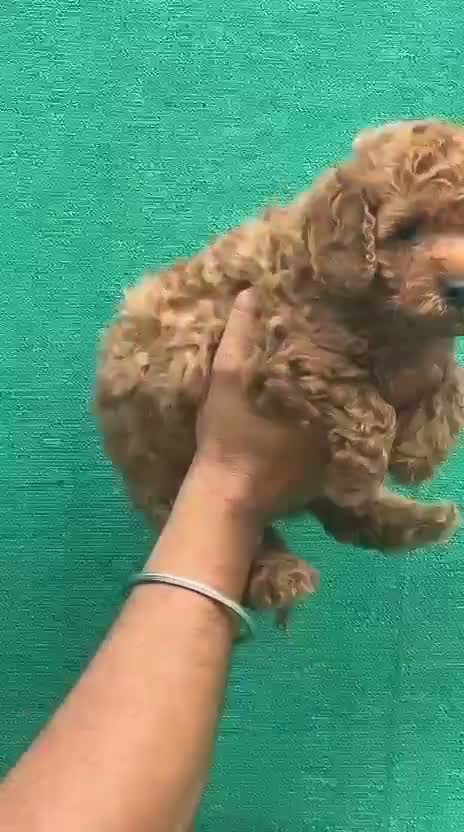 Toy Poodle Puppy, farm video