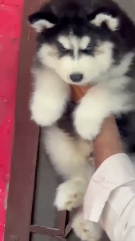 Siberian Husky Puppy | Black & White Color, farm video