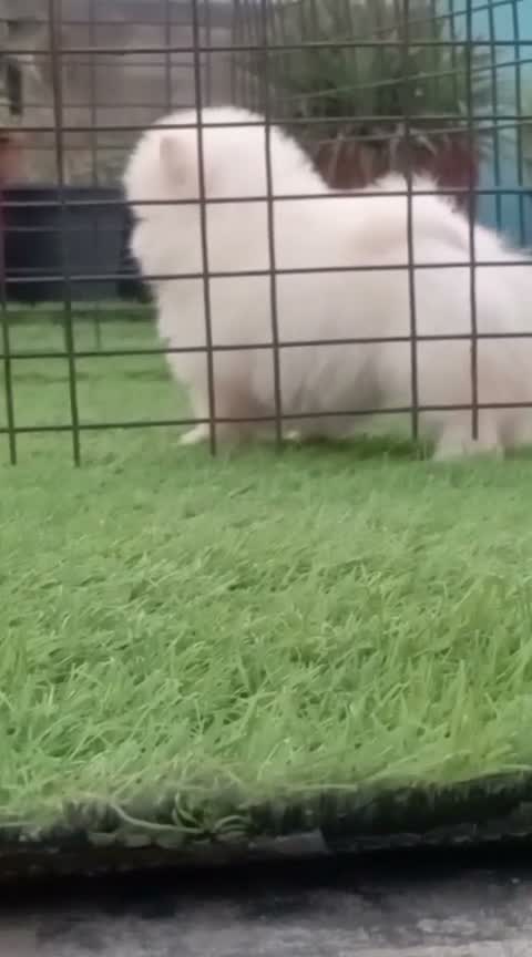 Toy Poodle Puppy, farm video