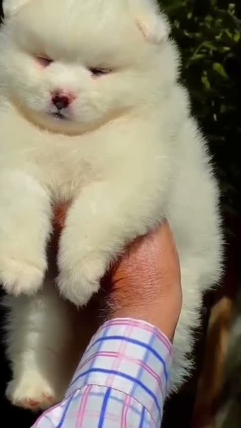 Toy Poodle Puppy, farm video