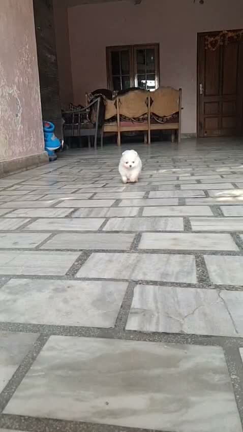 Toy Poodle Puppy, farm video