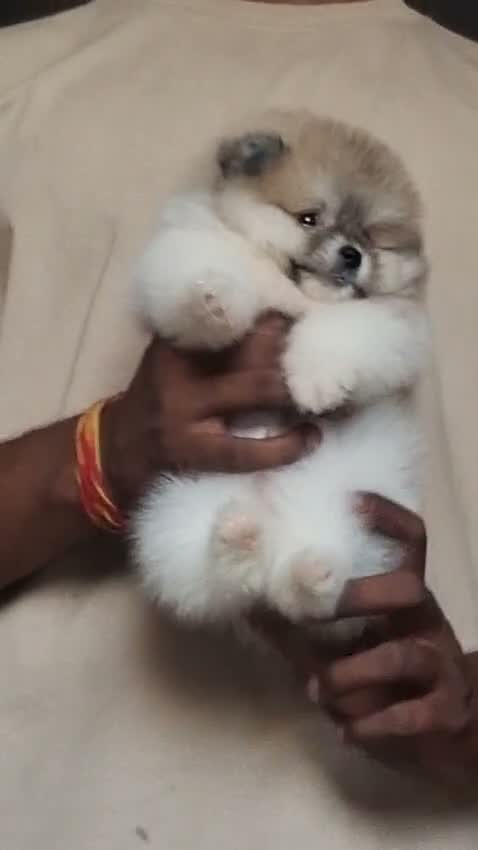 Toy Poodle Puppy, farm video