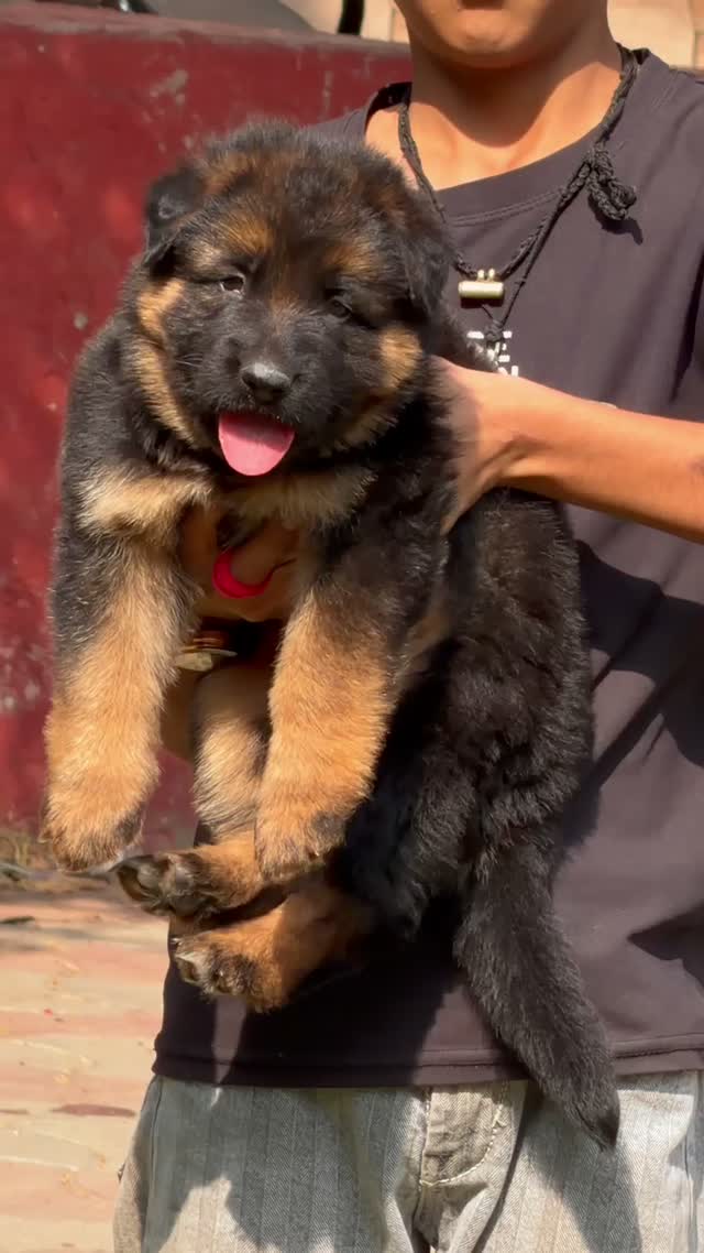 German Shepherd Puppy, farm video