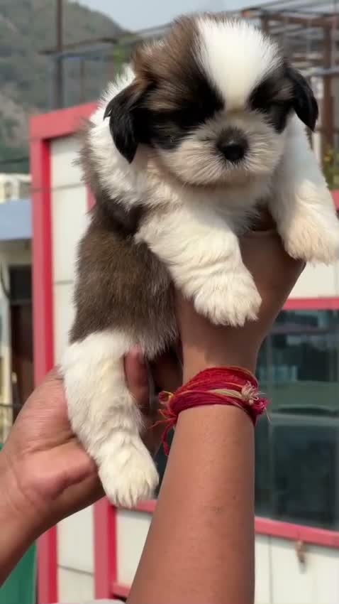 Shih Tzu | Black Color, farm video