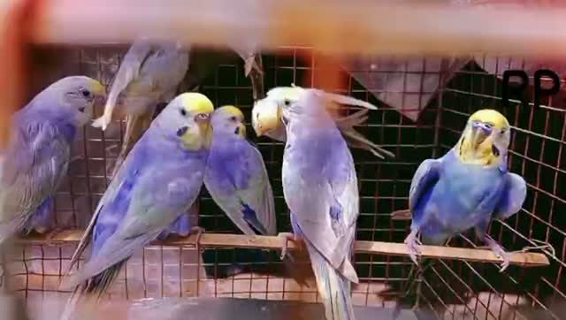 Budgies, farm video