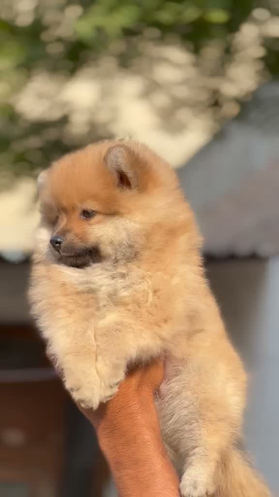 Toy Poodle Puppy, farm video