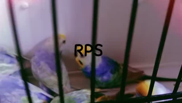 Budgies, farm video
