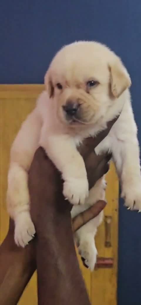 Beagle Black & Tan Puppy, farm video