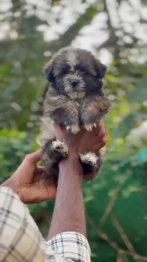Shih Tzu | Black Color, farm video