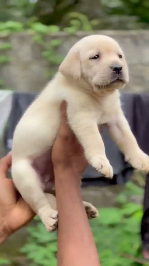 Beagle Black & Tan Puppy, farm video