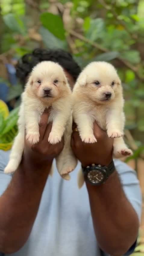 Culture Pom Puppy, farm video