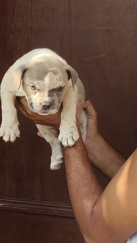 American Bully XXL Size Puppy, farm video