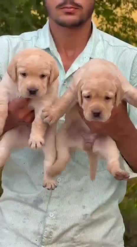 Dachshund Puppy | Brown & Tan, farm video