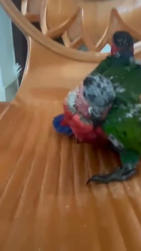 Black Capped Conure, farm video