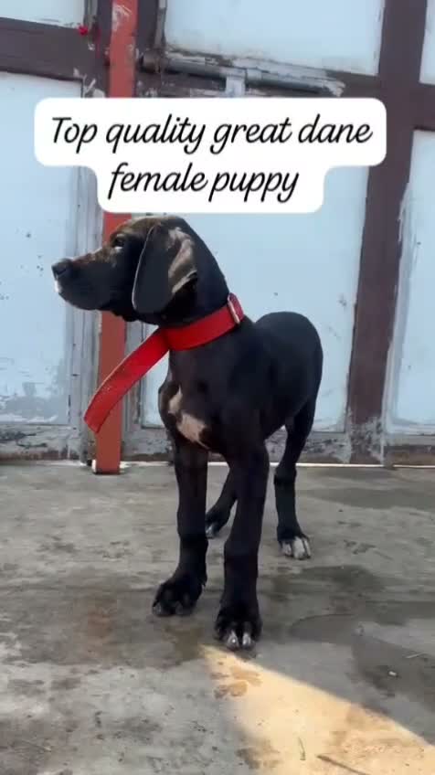 Dachshund Puppy | Brown & Tan, farm video