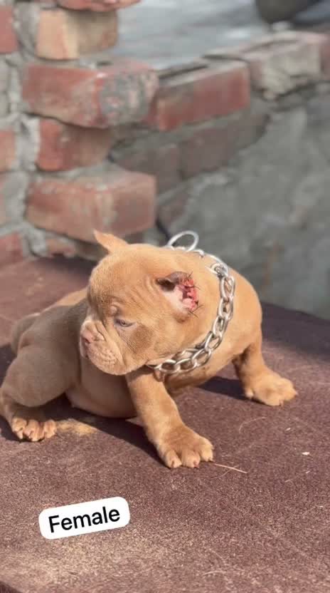 Dachshund Puppy | Brown & Tan, farm video