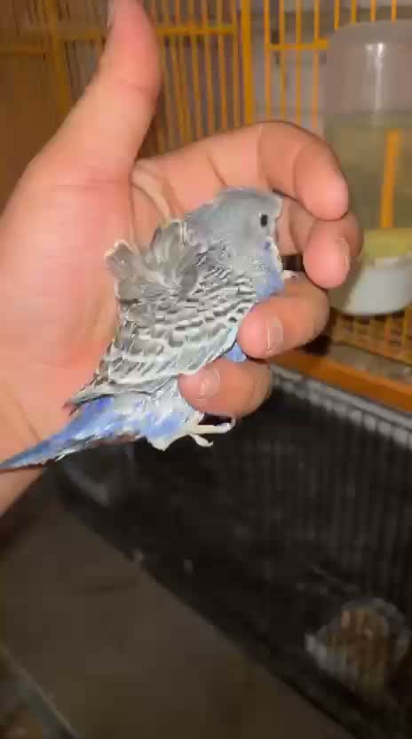Budgies | Fallow, farm video