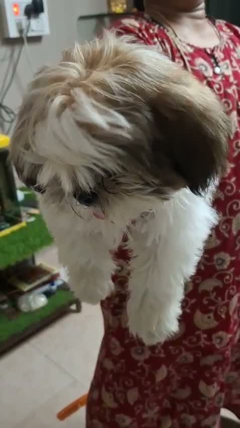 Shih Tzu | Black Color, farm video