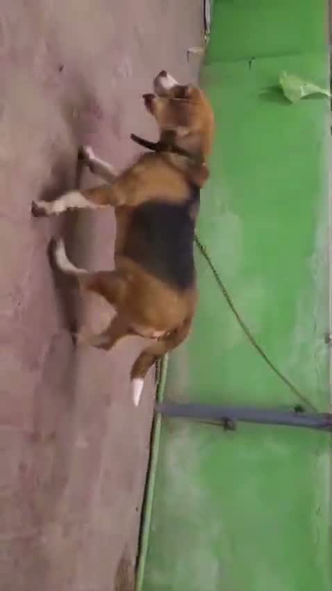 Beagle Black & Tan Puppy, farm video