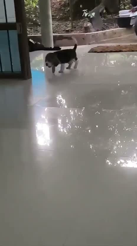 Beagle Black & Tan Puppy, farm video