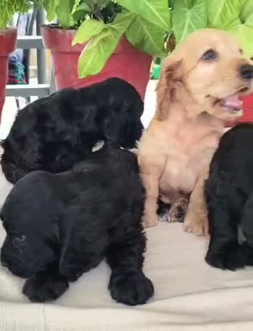 Cocker Spaniel Puppy, farm video